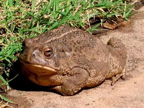 Grumpy! | Toad, Frog species, Frog