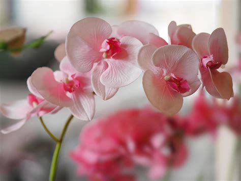 Pink orchid flower bouquet beautiful on blurred of background 7764276 ...