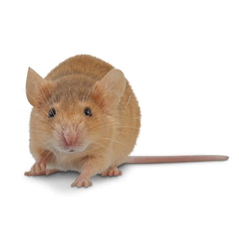 Pet Mouse for Sale | Petco