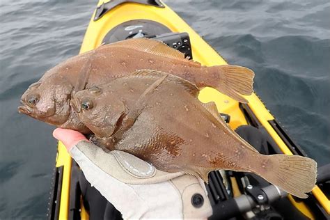 Longfin Sanddab | Mexico – Fish, Birds, Crabs, Marine Life, Shells and ...