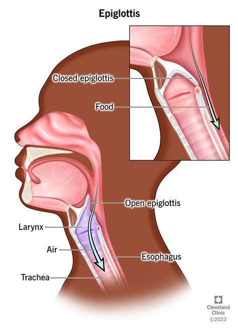 What Is the Epiglottis? Function & Anatomy