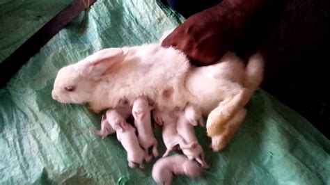 How To Bottle Feed A Baby Bunny : See full list on wikihow.com ...