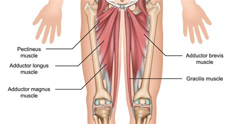 Exploring The Adductor Muscles | 3D Muscle Lab