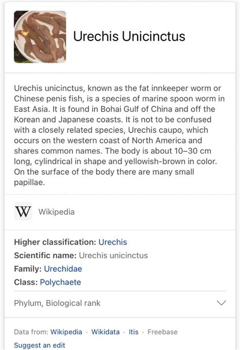 Is Urechis Urechis unicinctus, known as the fat innkeeper worm or ...