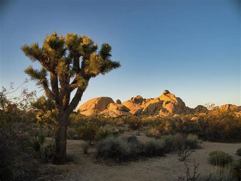 Joshua Tree Sunset Photograph by Martin Gollery - Fine Art America