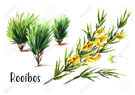 Rooibos plant, Aspalathus linearis. Stock Photo , #Aff, #Aspalathus, # ...