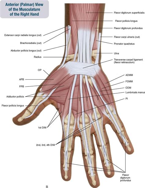 Forearm And Hand Anatomy Anatomy Hand Anterior Muscles Of The Forearm ...