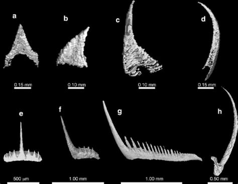 Class: Cephalopods and their radula | Cephalopod Radula under the SEM