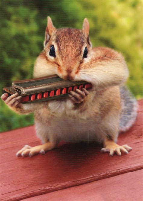 Funny Chipmunk Playing Harmonica