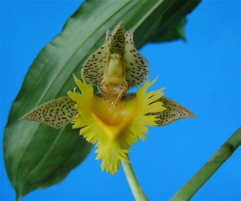 Orquídeas e Plantas Nativas: Catasetum fimbriatum