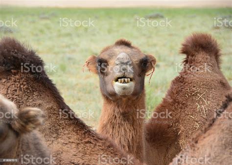 Camel Showing His Teeth Stock Photo - Download Image Now - Animal ...