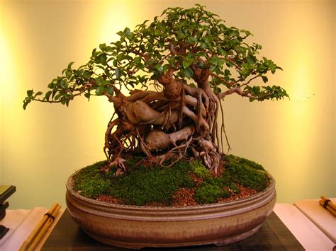 Outdoor Bonsai Tree Types | Aneka Ragam Bentuk Bonsai