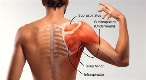 SHOULDER FOUNDATIONS: THE ROTATOR CUFF – Synergy Sports Medicine ...