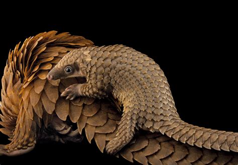 It’s World Pangolin Day!! Fun facts about the Tree Pangolin | National ...