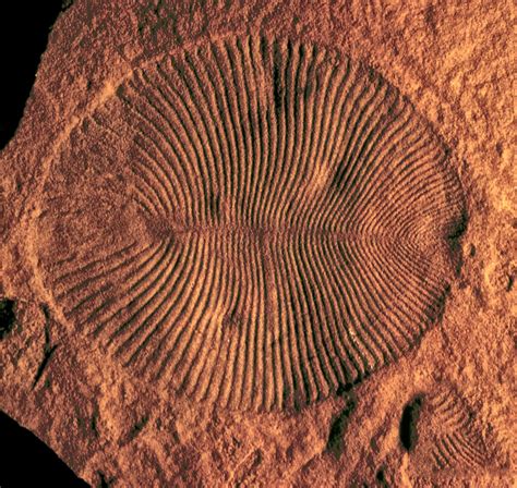 Soft-bodied Ediacaran macrofossil (Dickinsonia) from South Australia ...