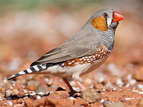 Top 5 most beautiful pet finches. Finches are lovely pets, inside and ...