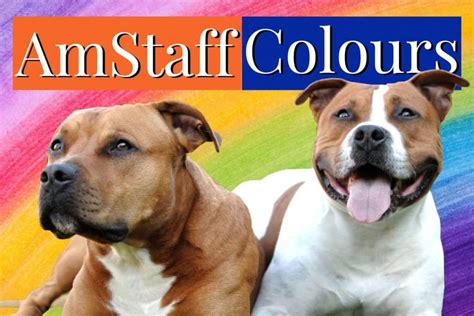 American Staffordshire Terrier Colors [All 18 Amstaff Colors]