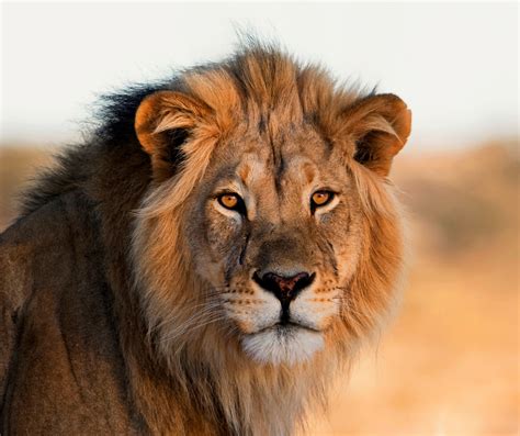 Bringing Nigeria’s lion population back from extinction - WildAid