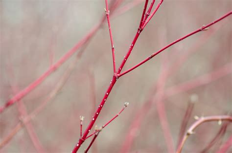 Red-osier Dogwood - Watching for WildflowersWatching for Wildflowers