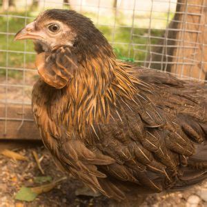 Raising Araucana Chickens - Breed Facts - ChickenCoopGuides.com