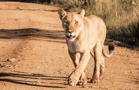 How The Lioness Benefits The Pride? - WILD AND FREE FOUNDATION