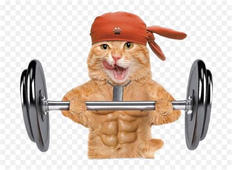 Fitnesscat Cat Gym Dumbbell Sticker - William Ricketts Sanctuary Emoji ...