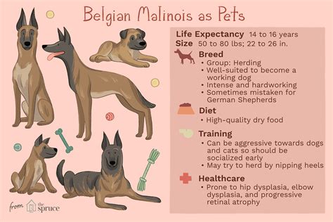 Can A Belgian Malinois Live In An Apartment