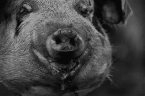 pig head on Tumblr