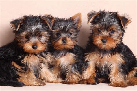 The 7 Types of Yorkie Breeds - AZ Animals