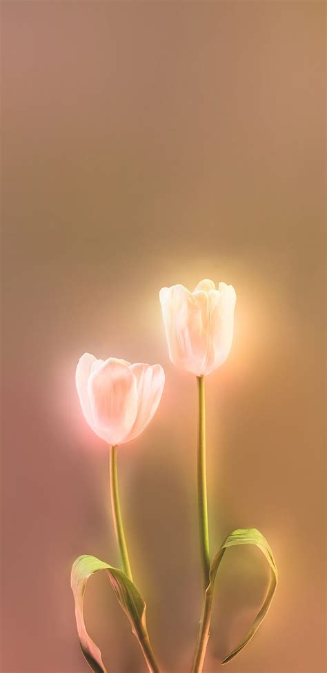 1080P free download | TulipsAGlow, tulips, flowers, glow, light, bonito ...