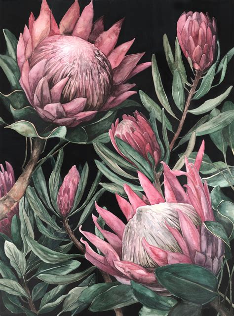 Protea Wallpapers - Wallpaper Cave