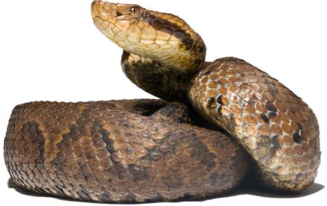 New venomous snakes discovered in Colombia: Taxonomic classification ...