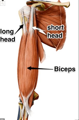 Bicep Muscles Anatomy