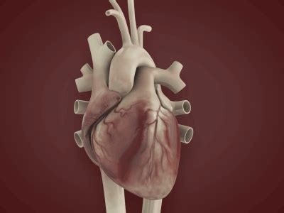 Human Heart 3d Animation Free Download ~ Human Heart Animation 3d Model ...