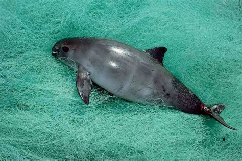 World's smallest porpoise, the vaquita, may be extinct by 2022 | New ...