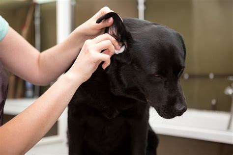 How Do You Clean Lab Puppies Ears