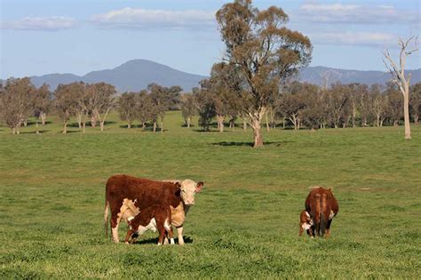 Breeding Program | Wirruna Poll Herefords