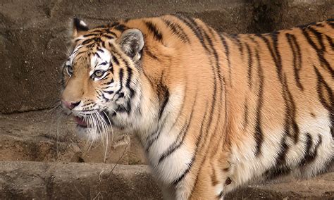 Amur Tiger :: Riverbanks Zoo & Garden