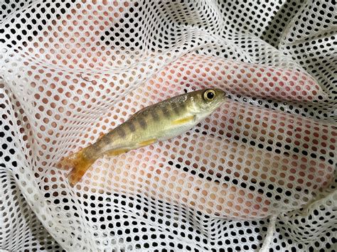 Fish on the Move During Redwood Creek Enhancement Project (U.S ...