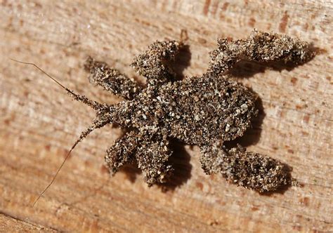 Image: Reduvius personatus, Masked Hunter Bug nymph camouflaged with ...