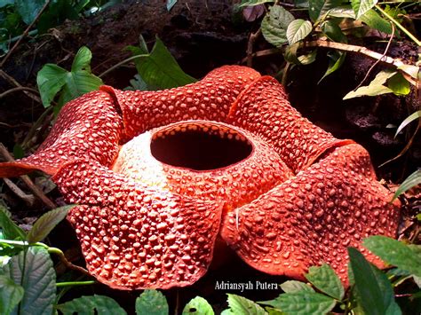 Bunga Rafflesia Endemik Dari Negara - misterdudu.com