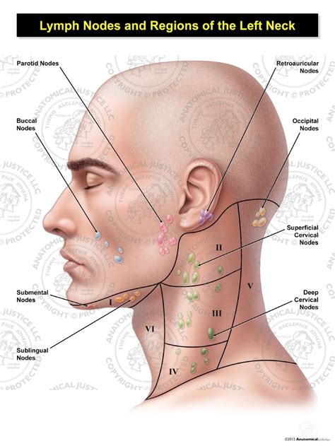 Tratar Kakadu Jugar juegos de computadora cervical lymph nodes anatomy ...