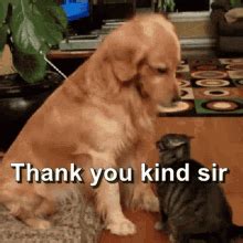 Thank You Dog Meme Gif The internet is practically synonymous with the ...