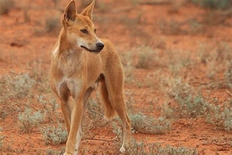 Dingoes to remain classified as non-native wild dogs under reform to ...