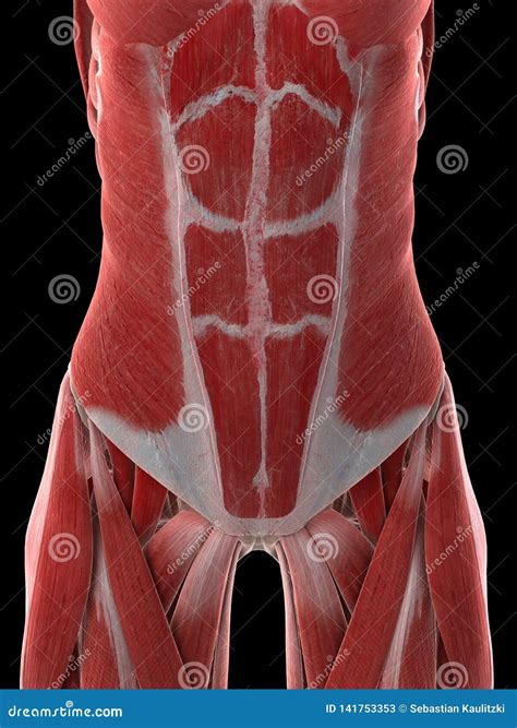 Diagram Of Woman's Abdomen