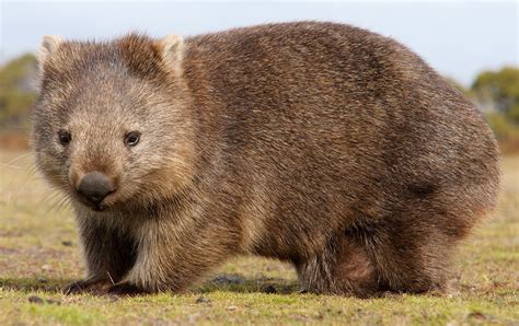 Common wombat | marsupial | Britannica