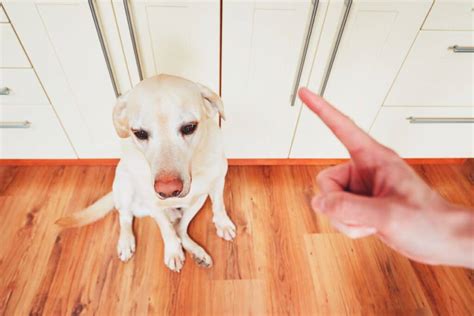 The Art Of Dog Apology: How Our Pooches Say Sorry