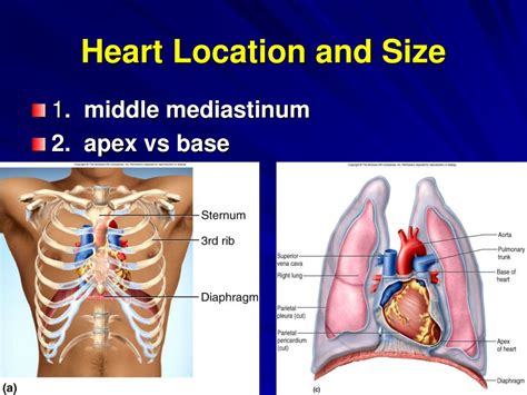 PPT - The Cardiovascular System: The Heart PowerPoint Presentation ...