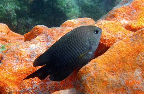 Longfin Damselfish | Stegastes diencaeus. | Tom Hatcher | Flickr