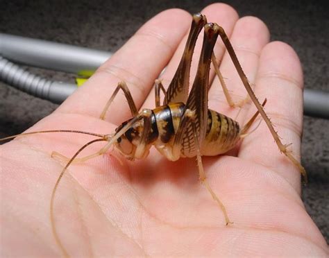 Giant Cricket